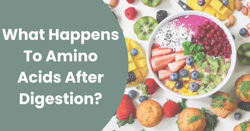 What Happens To Amino Acids After Digestion? | Absorption & Metabolism