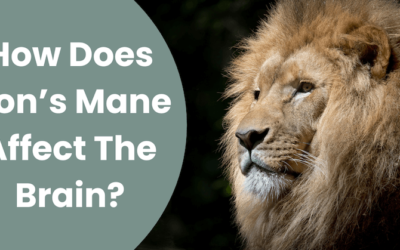 How Does Lion’s Mane Affect The Brain?