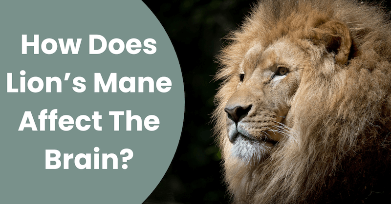 How-Does-Lions-Mane-Affect-The-Brain_- featured text